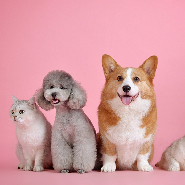 펫 용품 모음전